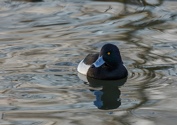 Tufted duck © Jill Orme HC