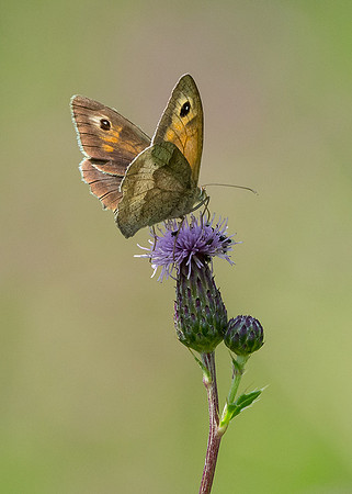 Meadow Brown Butterfly © Peter Gilbert - C