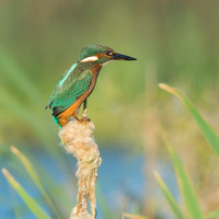 Female Kingfisher in the reed bed © Peter Gilbert HC