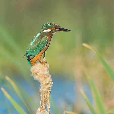 Female Kingfisher in the reed bed © Peter Gilbert HC