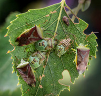 Female Parent Bugs with 5th Instar © Dick Prior 3rd =
