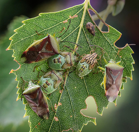 Female Parent Bugs with 5th Instar © Dick Prior 3rd =