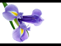 Iris © Jill Dyson-Orme 1st