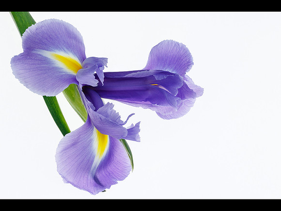 Iris © Jill Dyson-Orme 1st