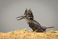 African Giant Kingfisher © Mary Kirkby - HC