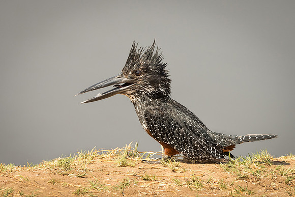 African Giant Kingfisher © Mary Kirkby - HC