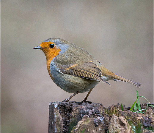 Robin © Peter Gilbert - HC