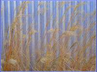 Urban Grasses © Russ Thomas - C