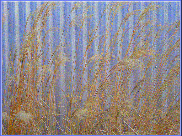 Urban Grasses © Russ Thomas - C
