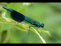 Banded Demoiselle © Jill Dyson Orme - 1st