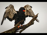 Bateleur Eagle © Mary Kirkby - HC