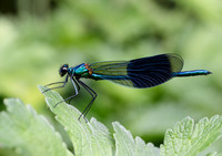 Banded Demoiselle © Jill Orme - HC