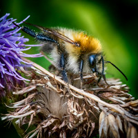 Carder Bee © Dick Prior - 2nd=
