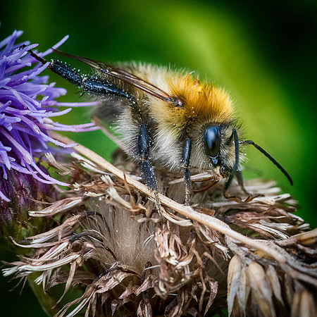 Carder Bee © Dick Prior - 2nd=