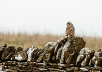 Short-eared Owl © Jill Orme - HC