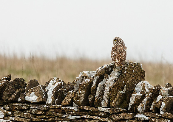 Short-eared Owl © Jill Orme - HC