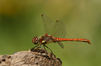 Common Darter © Derek Walton - C