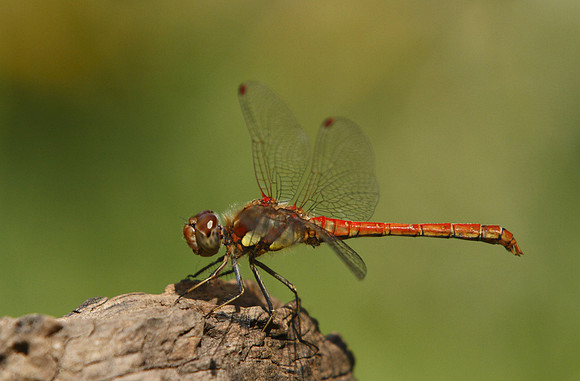 Common Darter © Derek Walton - C