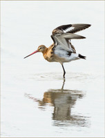 Black Tailed Godwit © Peter Gilbert - C