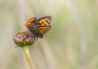 Small Copper © Jill Orme - HC
