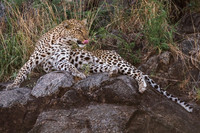 Young Male Leopard © Mary Kirkby - 3rd