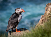Puffin © Derek Wood - C
