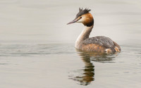 Great Crested Grebe © Peter Gilbert - HC