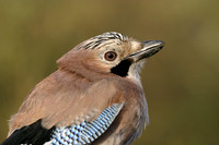 Eurasian Jay Portrait © Derek Walton - C