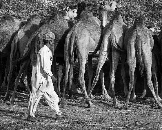 07 Camel Keeper 4030  © Paul Tomlinson