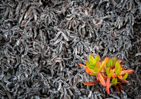 Rising From the Ashes © Andrew Leask - C