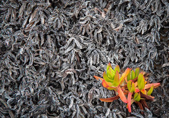Rising From the Ashes © Andrew Leask - C