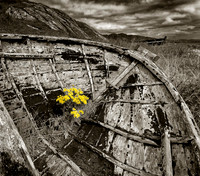 Natures Return © Stewart Band - HC