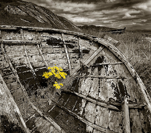 Natures Return © Stewart Band - HC