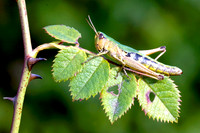 Meadow Grasshopper on Bramble Leaves © Peter Preece - HC