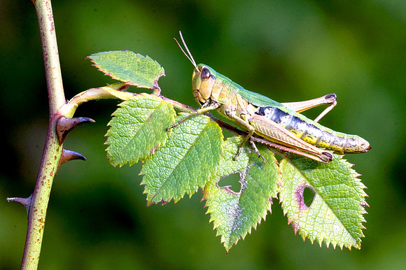 Meadow Grasshopper on Bramble Leaves © Peter Preece - HC