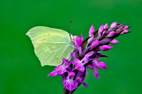 Cleopatra Butterfly on Orchid Northern Spain © Margaret Preece - C