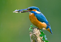 Kingfisher Catching Millers Thumb © Peter Preece - 2nd.