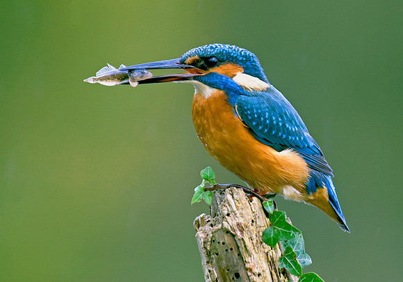 Kingfisher Catching Millers Thumb © Peter Preece - 2nd.