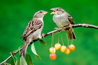 House Sparrow feeding young in cherry tree © Peter Preece - C