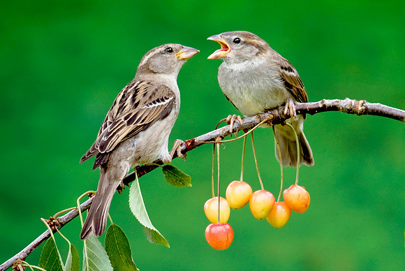 House Sparrow feeding young in cherry tree © Peter Preece - C