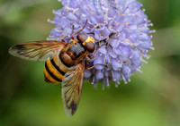 Lesser Hornet Hoverfly © Jill Dyson-Orme - 3rd.
