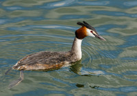 Great Crested Grebe © Jill Dyson-Orme - HC