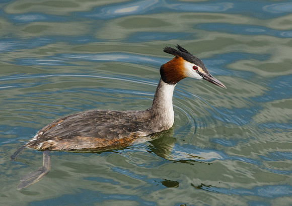 Great Crested Grebe © Jill Dyson-Orme - HC