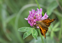 Large Skipper © Jill Dyson Orme - HC