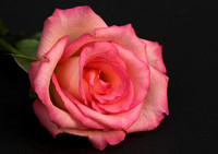 Rosy © Jill Dyson Orme - 3rd.