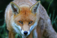 On the Prowl © John Roach - HC