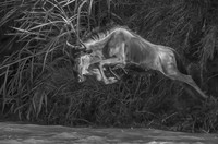 Leaping Wilderbeast Tanzania © Mary Kirby - 3rd.
