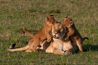 Lioness with Playful Cubs Tanzania © Mary Kirby - HC