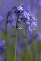 Bluebells © Irene Jutton - C