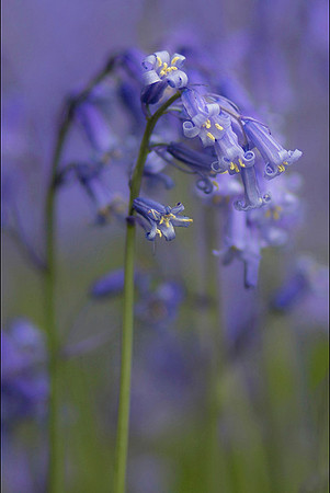 Bluebells © Irene Jutton - C